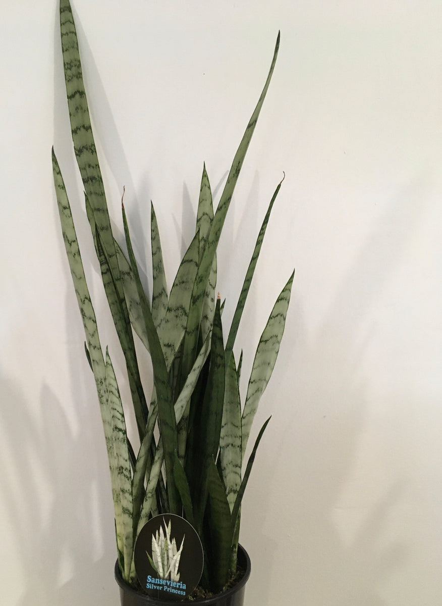 Sansevieria Silver Princess in 15cm pot – Pananom