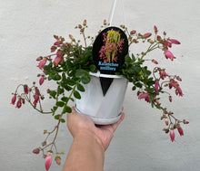 Load image into Gallery viewer, Kalanchoe uniflora in 13cm pot

