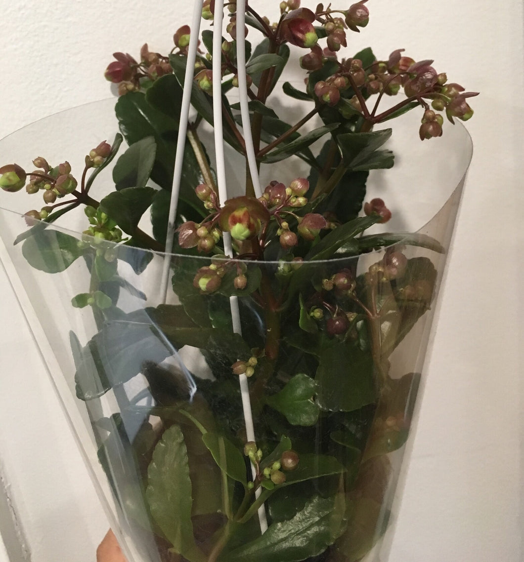 Kalanchoe Regal Bells in 13cm pot
