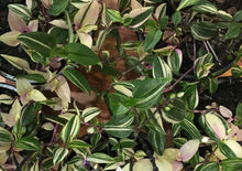 Load image into Gallery viewer, Tradescantia Tricolour in 15cm hanging pot - More variegated, less full
