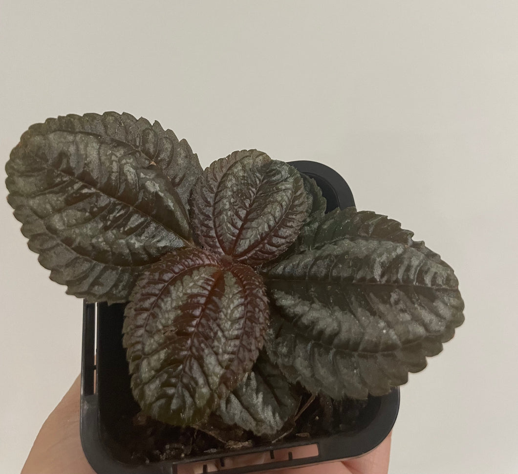 Pilea involucrata norfolk in 7cm pot