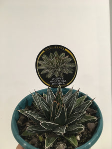 Agave Victoriae Reginae in 13cm pot