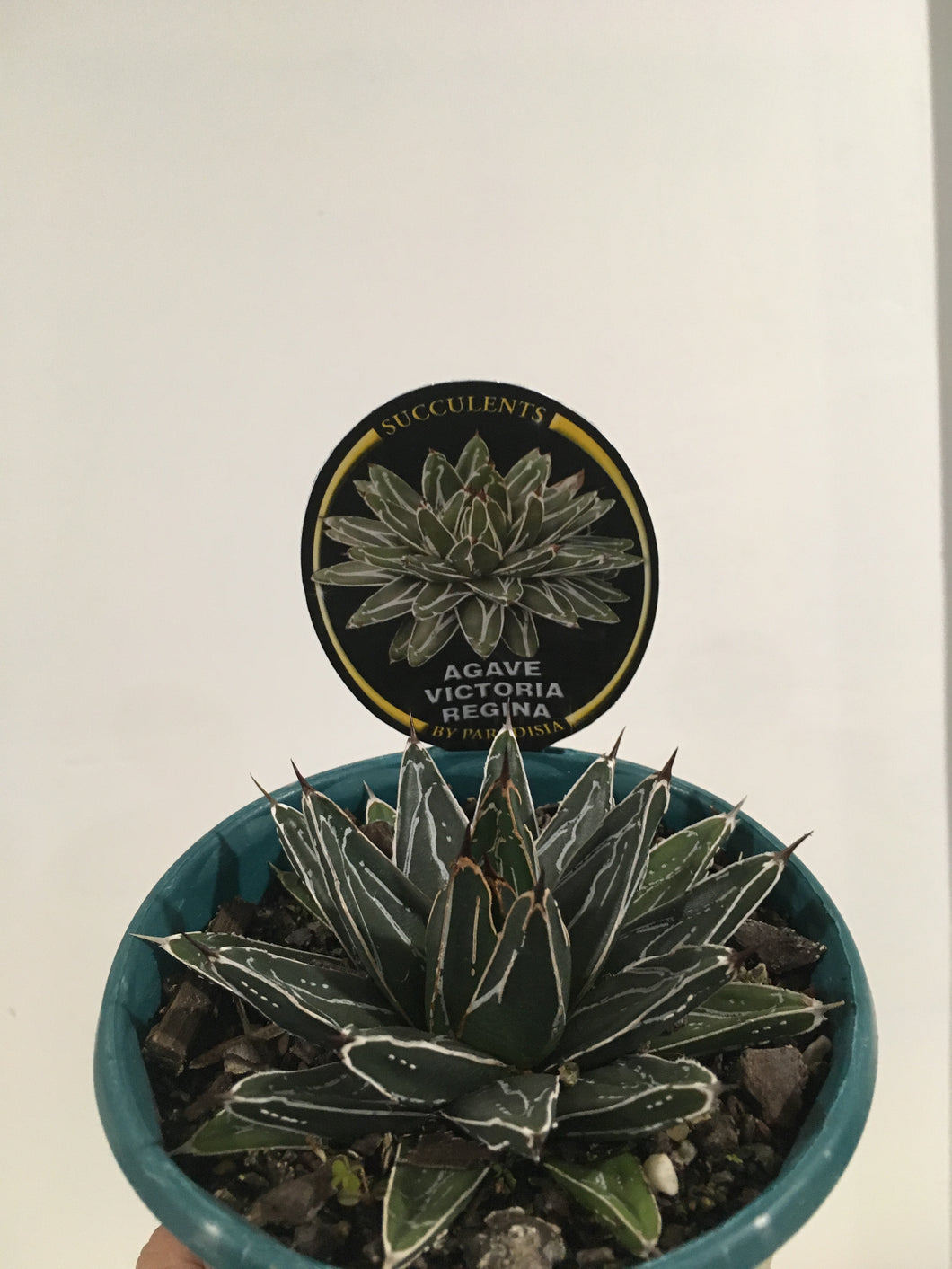 Agave Victoriae Reginae in 13cm pot