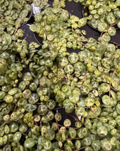 Load image into Gallery viewer, String of turtles in 7cm pot
