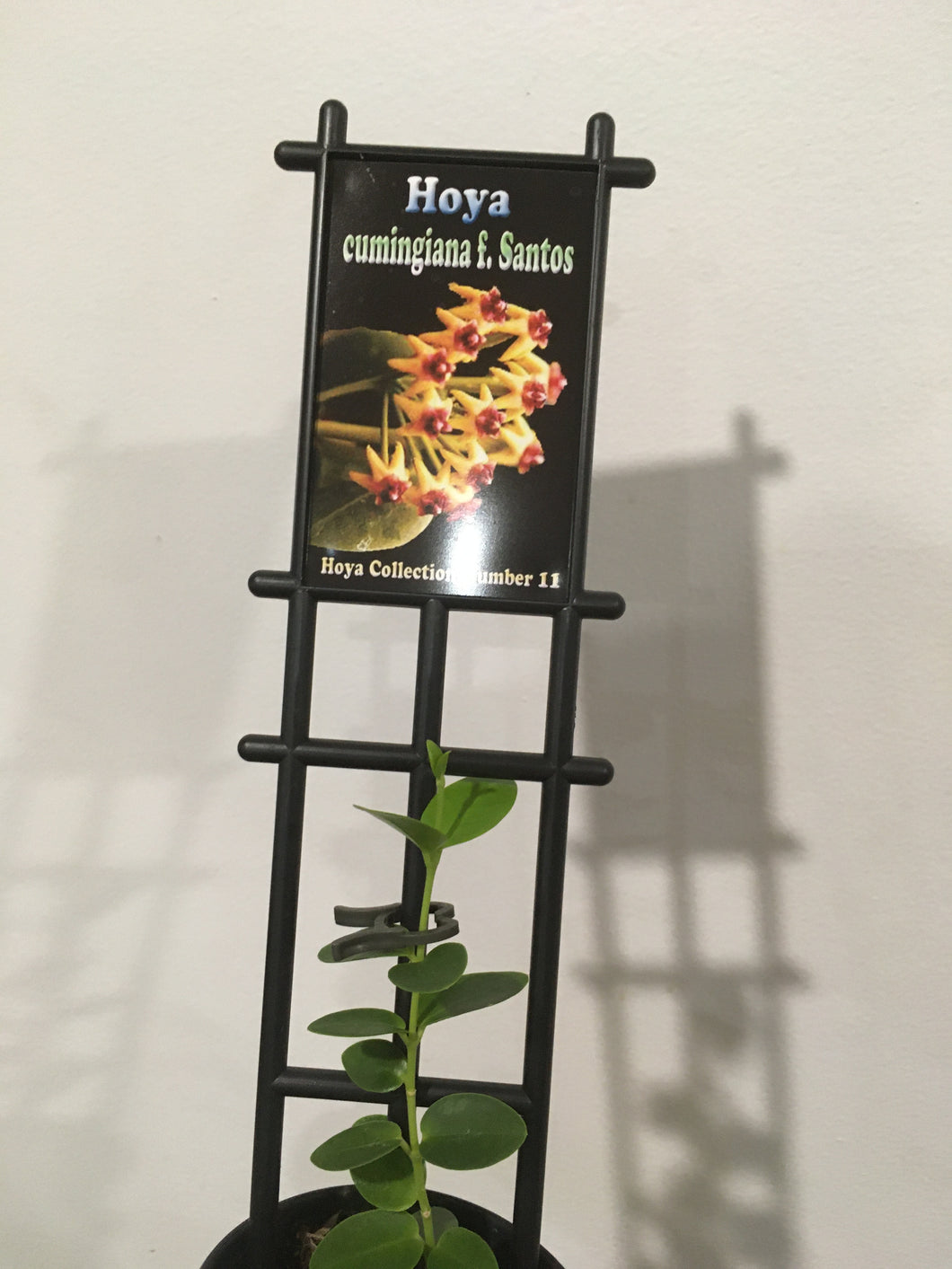 Hoya cumingiana in 8cm pot