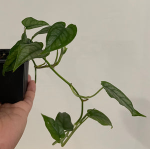 Monstera Siltepecana in 7.5 cm pot