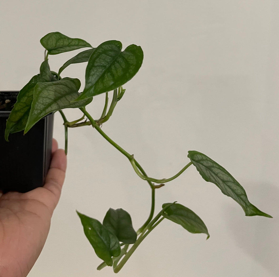 Monstera Siltepecana in 7.5 cm pot