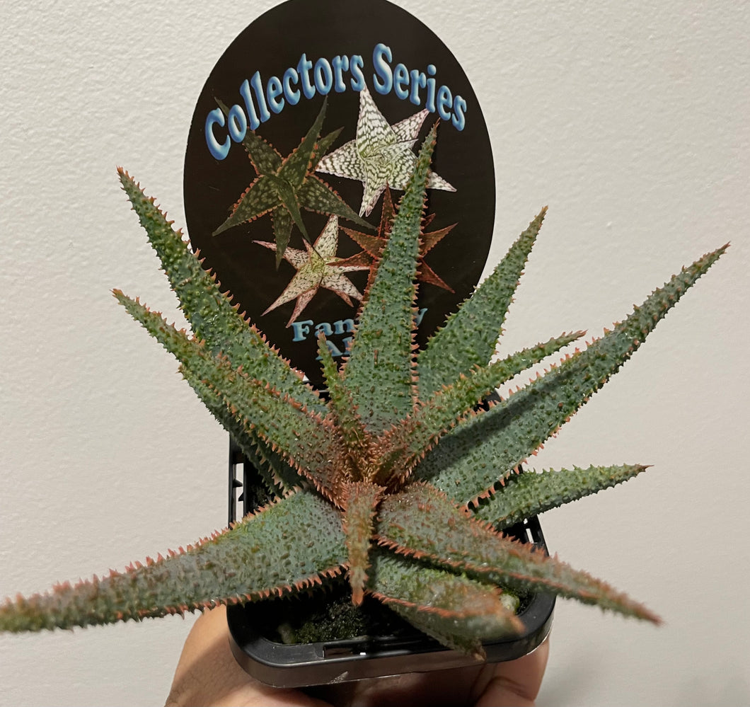 Fantasy Aloe in 7cm pot