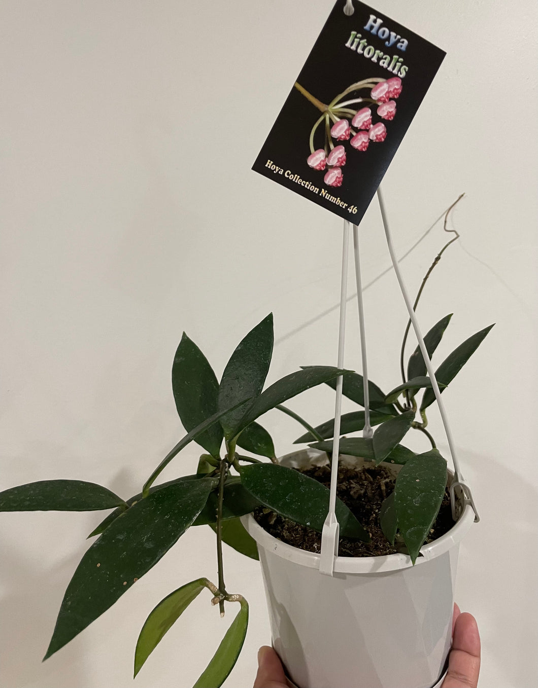 Hoya litoralis in 13cm pot