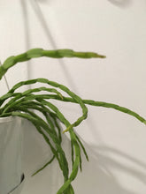Load image into Gallery viewer, Rhipsalis pacheo-leeri v catenula in 13cm pot
