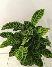 Load image into Gallery viewer, Calathea zebrina in 25cm pot
