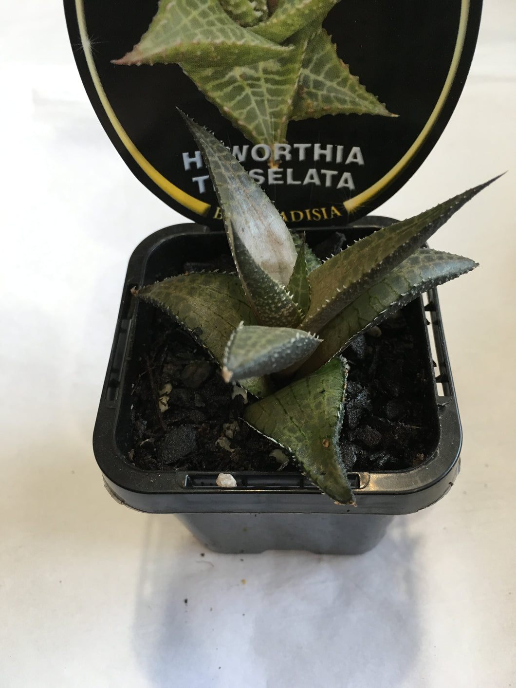 Haworthia tesselata in 7cm pot