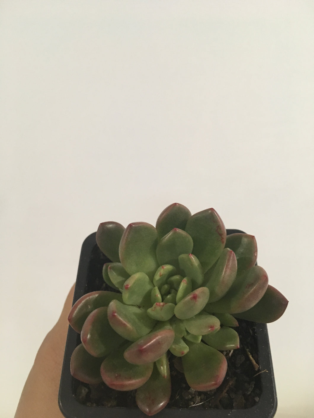 Graptoveria Pink Ruby in 7.5cm pot