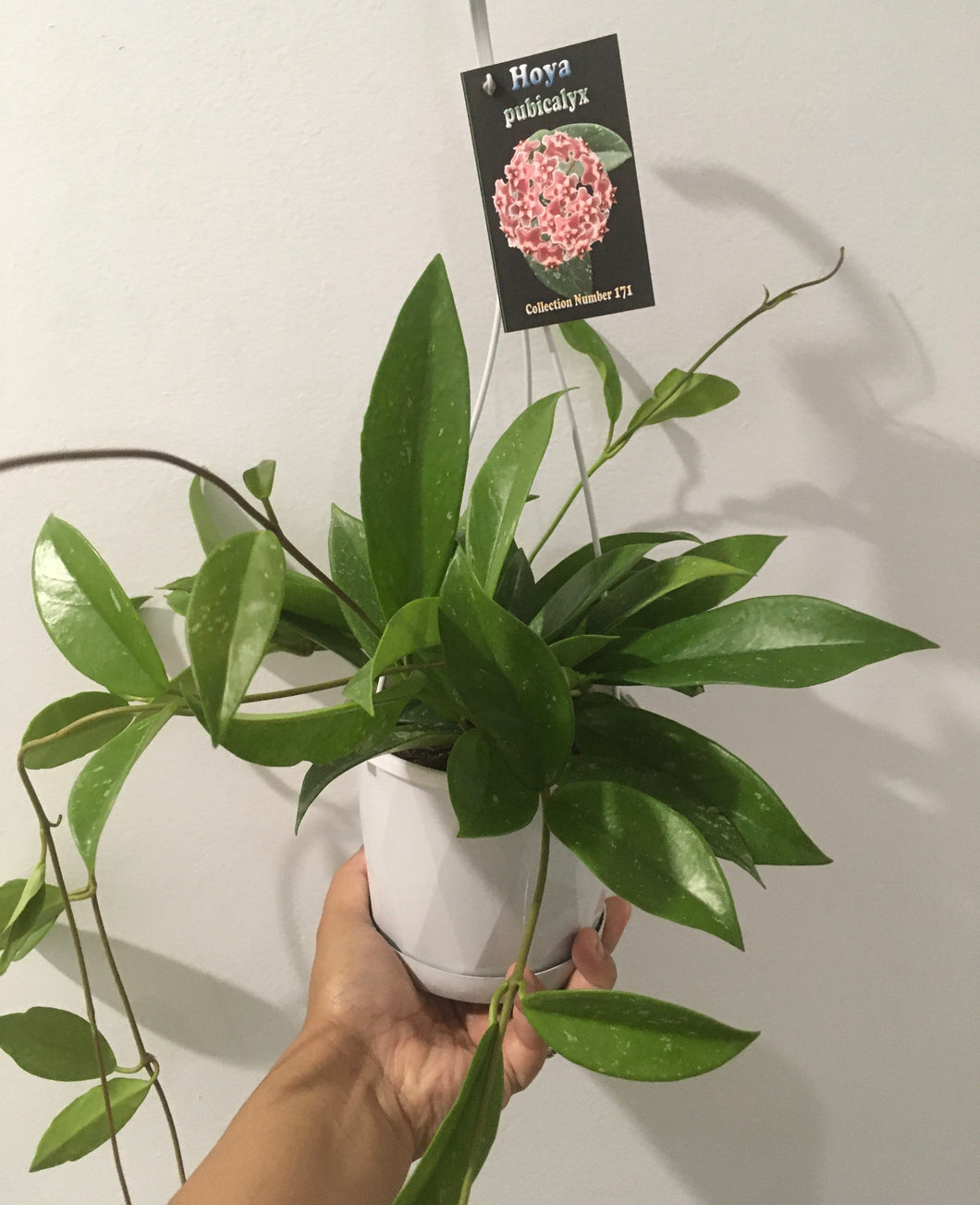 Hoya pubicalyx in 13cm pot