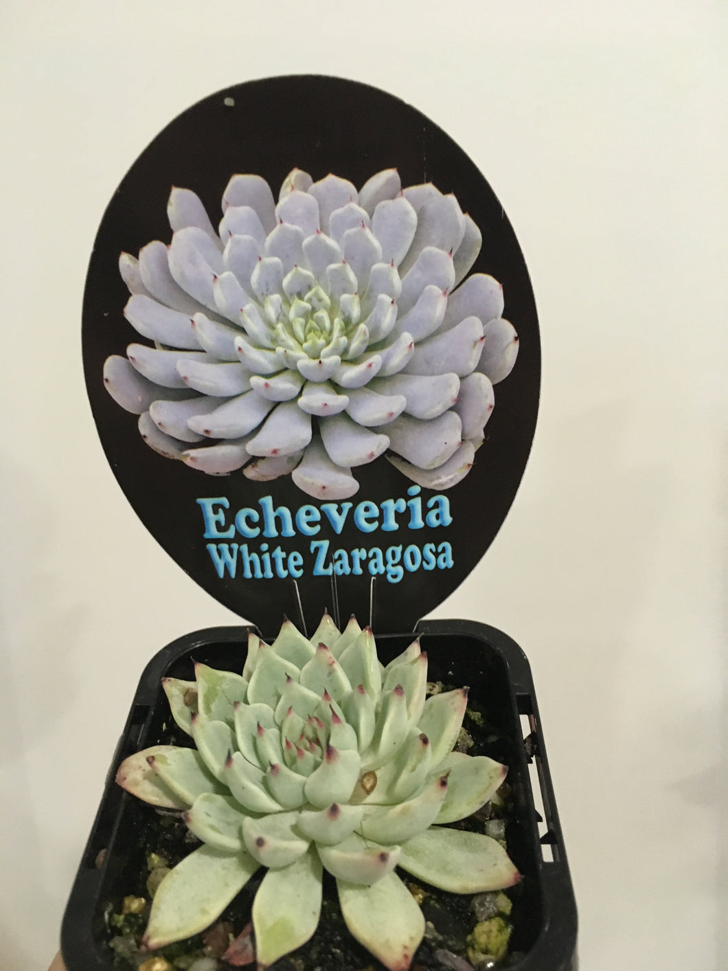 Echeveria White Zaragosa in 7cm pot