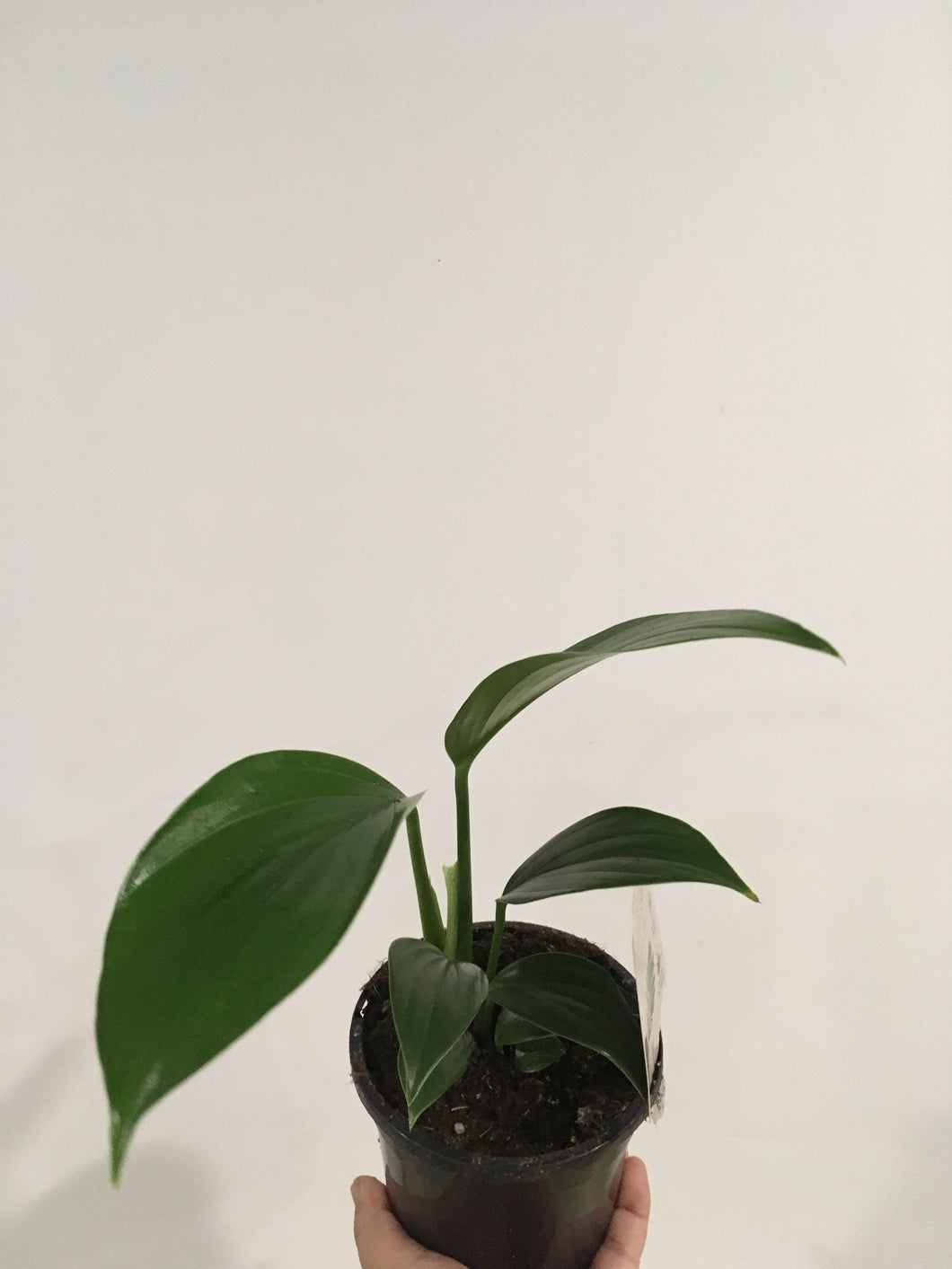 Raphidophora decursiva dragon tail in 13cm pot