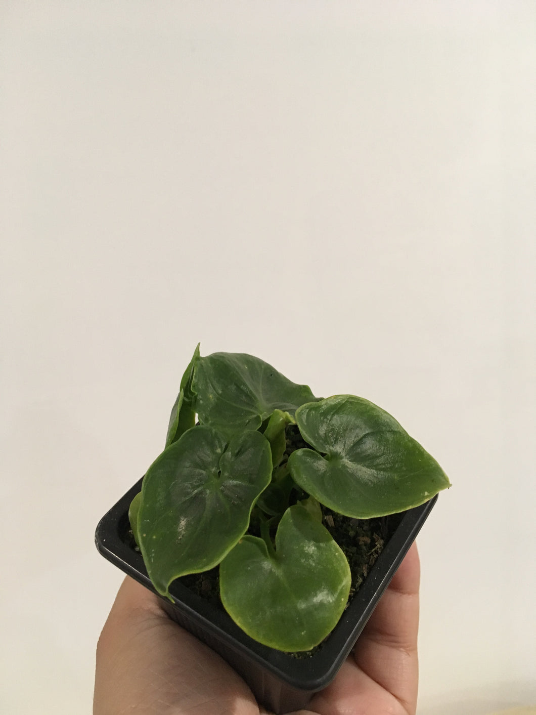 Philodendron Super Atom in 7cm pot