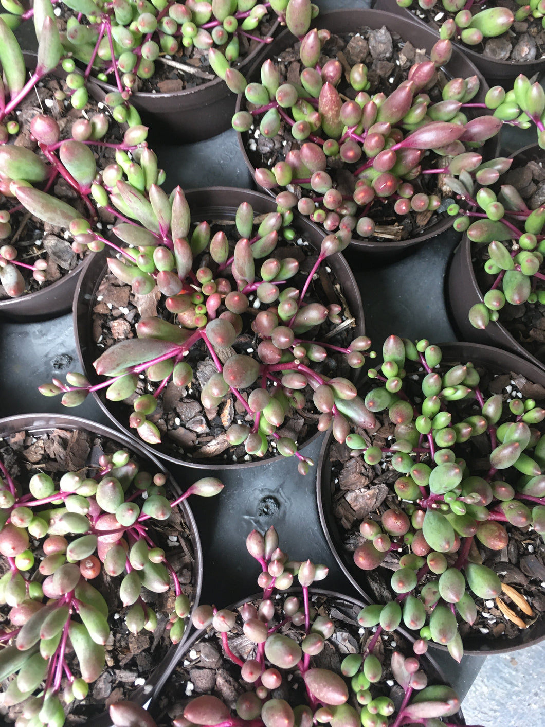Ruby necklace (purple) in 8cm pot