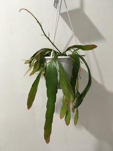 Rhipsalis ramulosa in 13cm pot
