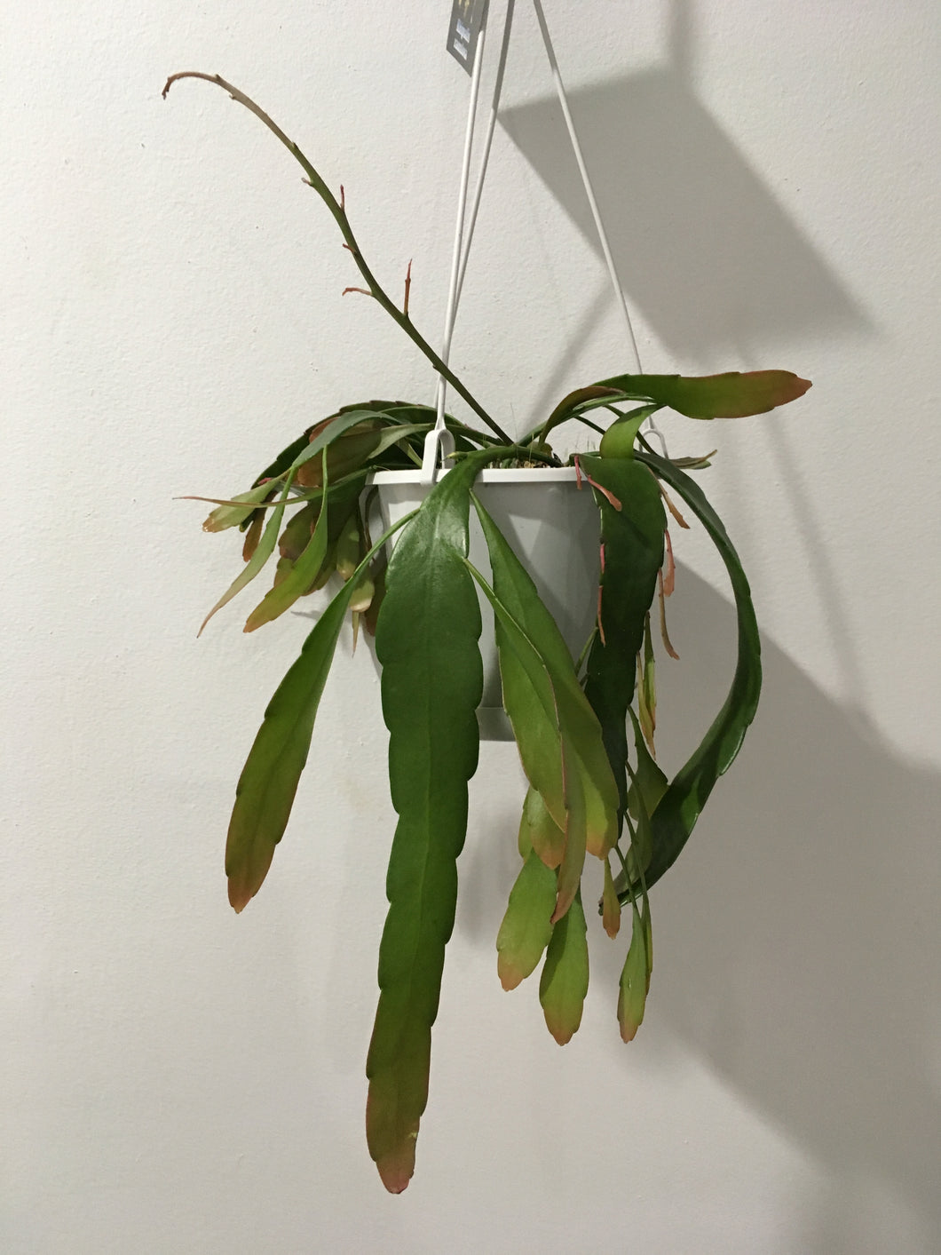 Rhipsalis ramulosa in 13cm pot