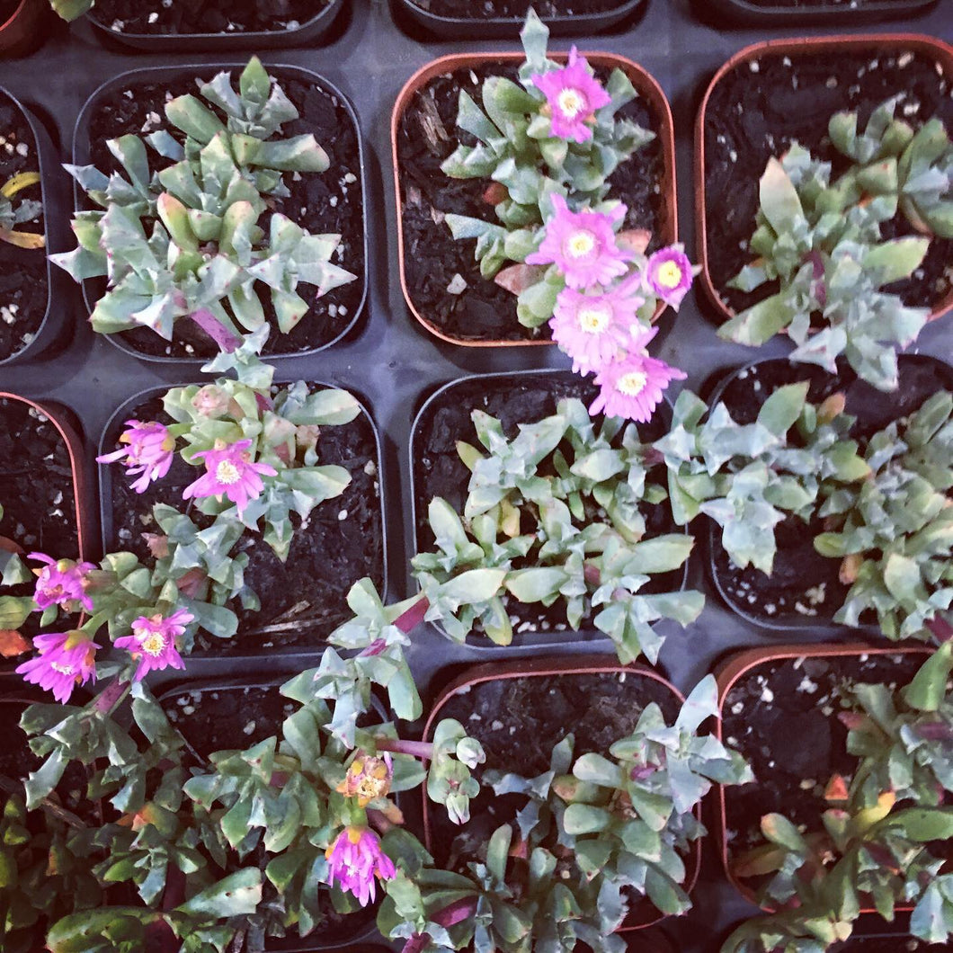 Oscularia deltoides in 7cm pot