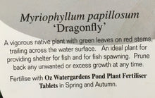 Load image into Gallery viewer, Water Plant - Dragonfly water milfoil in 14cm pot
