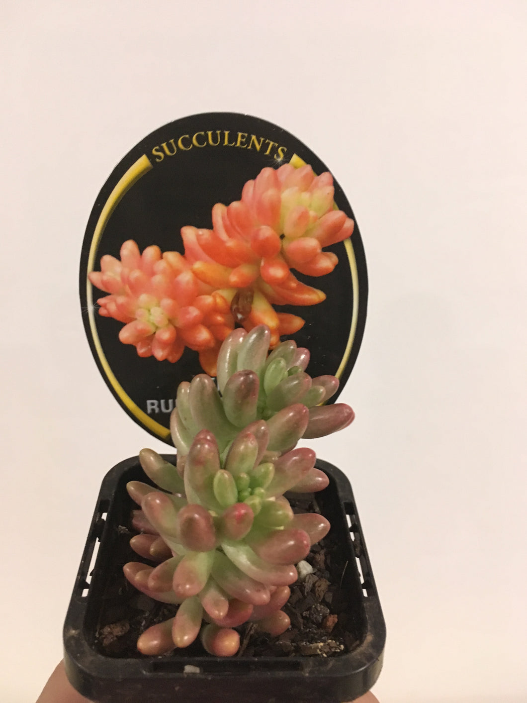 Sedum Rubrotinctum Pink in 7cm pot