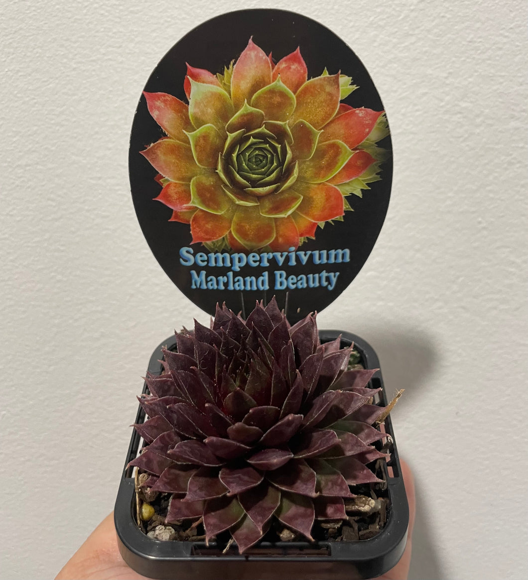 Sempervivum Marland beauty in 7cm pot