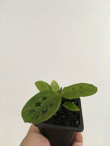 Maranta leuconeura Red vein (prayer plant) in 7.5cm pot