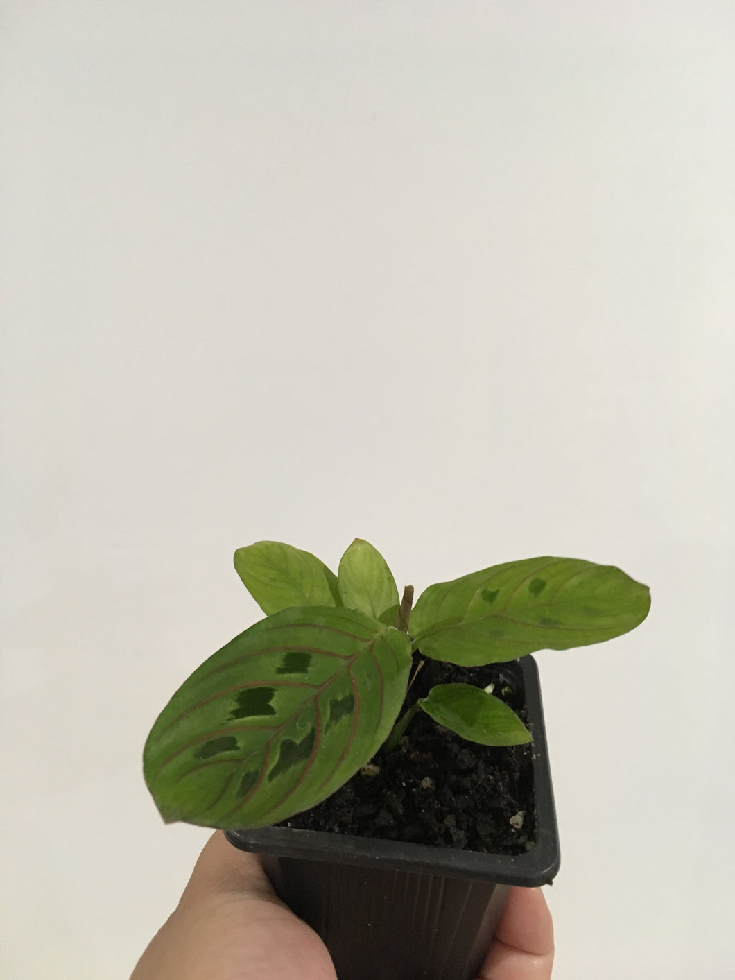 Maranta leuconeura Red vein (prayer plant) in 7.5cm pot