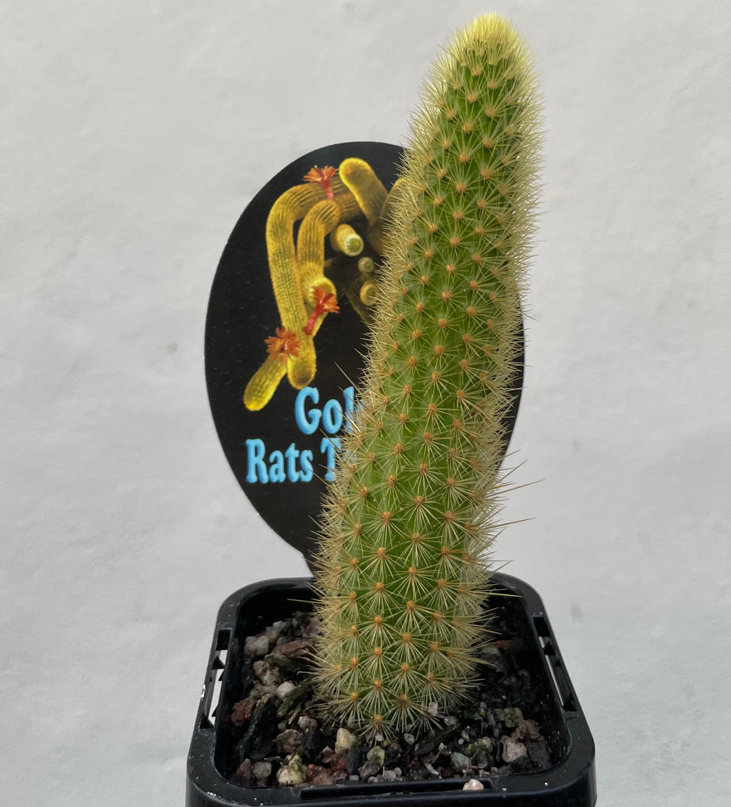 Golden rat’s tail cactus in 7cm pot