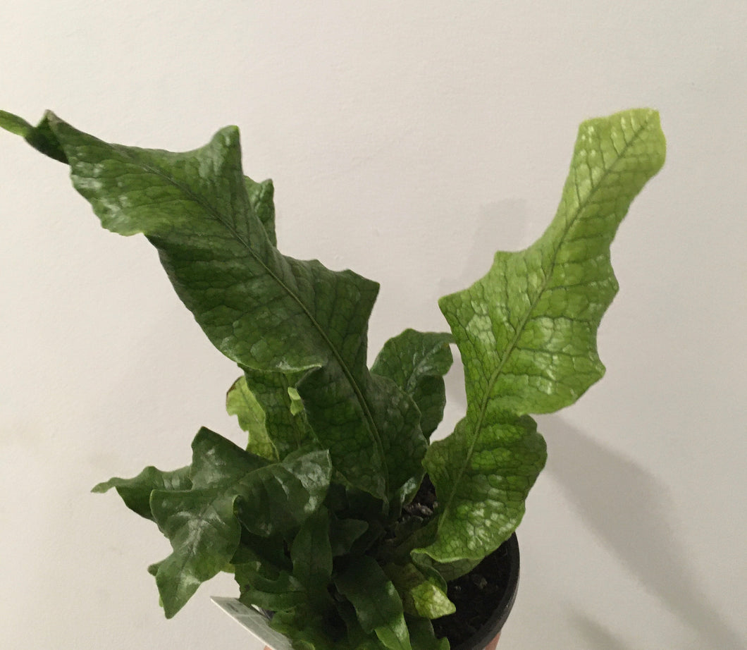 Crocodyllus fern in 12.5cm pot