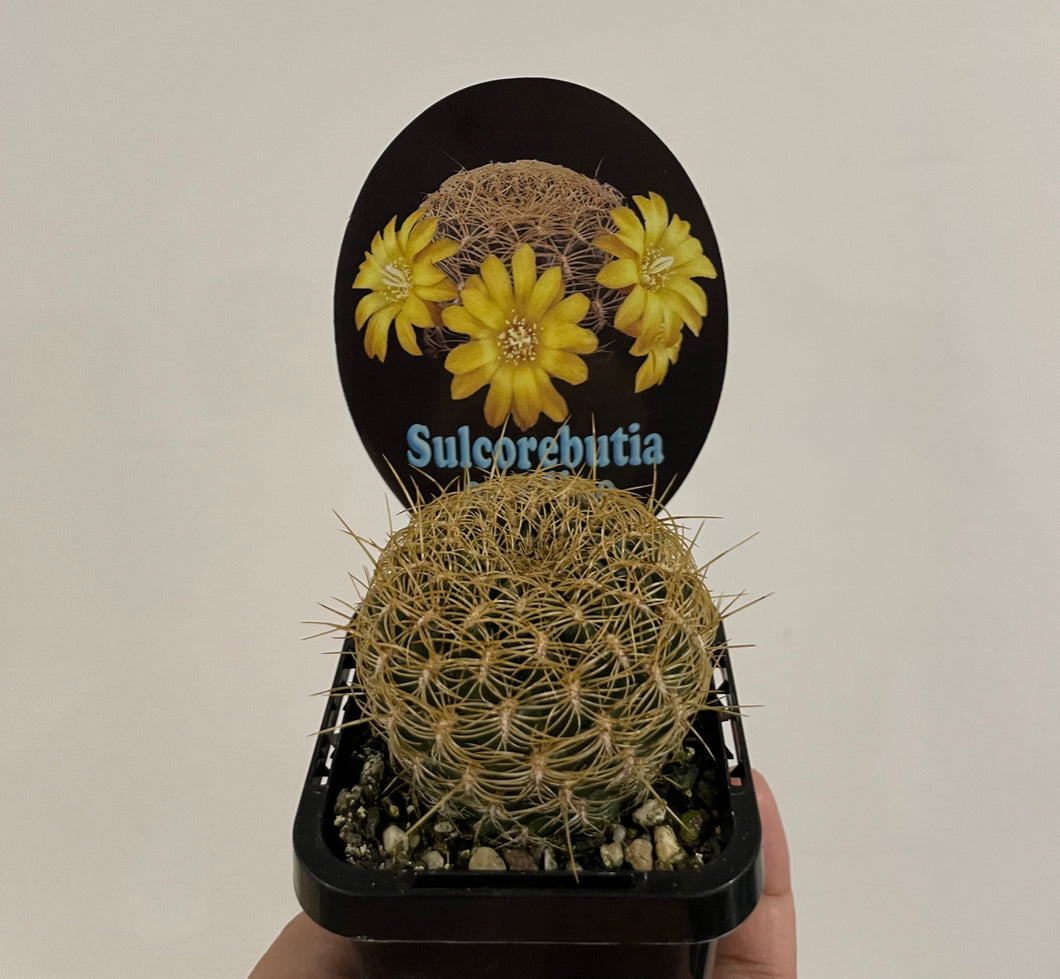 Sulcorebutia candiae in 7cm pot
