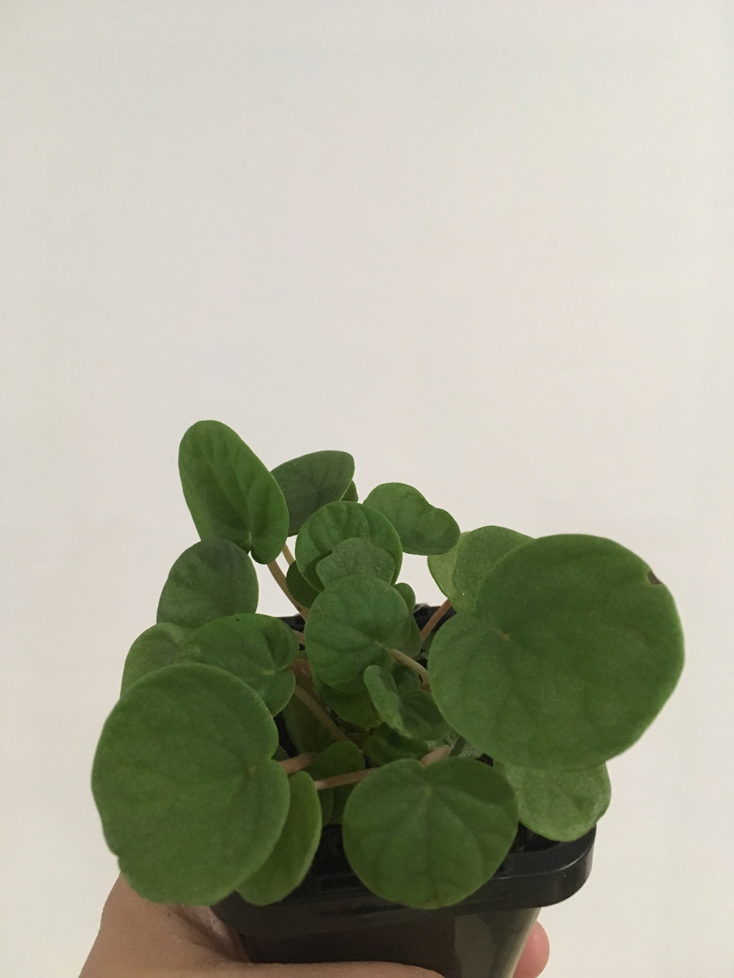 Peperomia Incan Doll in 7cm pot