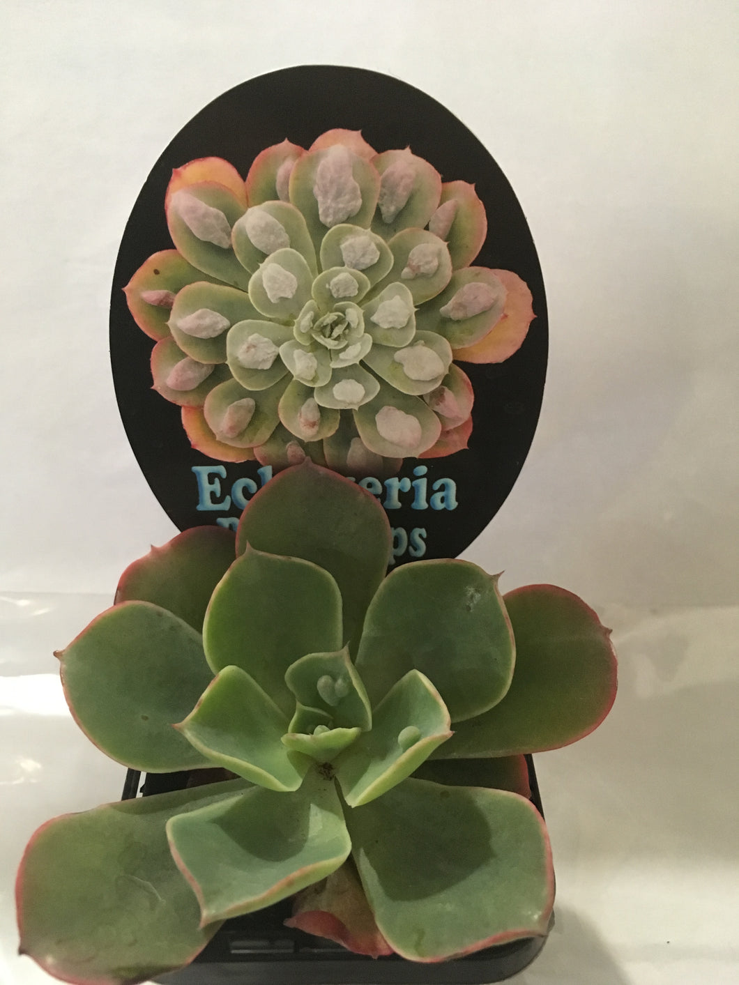 Echeveria Raindrops in 7cm pot