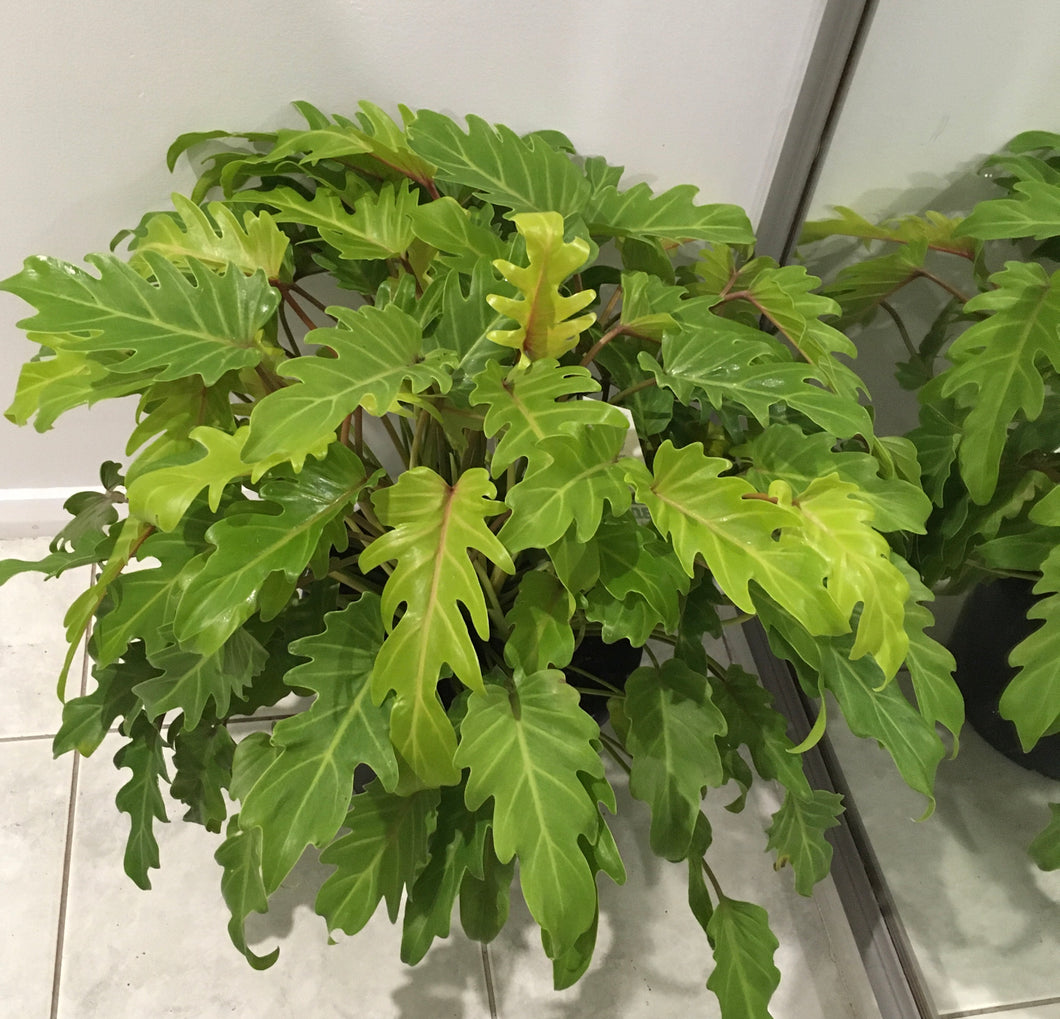 Philodendron gold bullion in 25cm pot