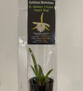 Mini Orchids - Cattleya