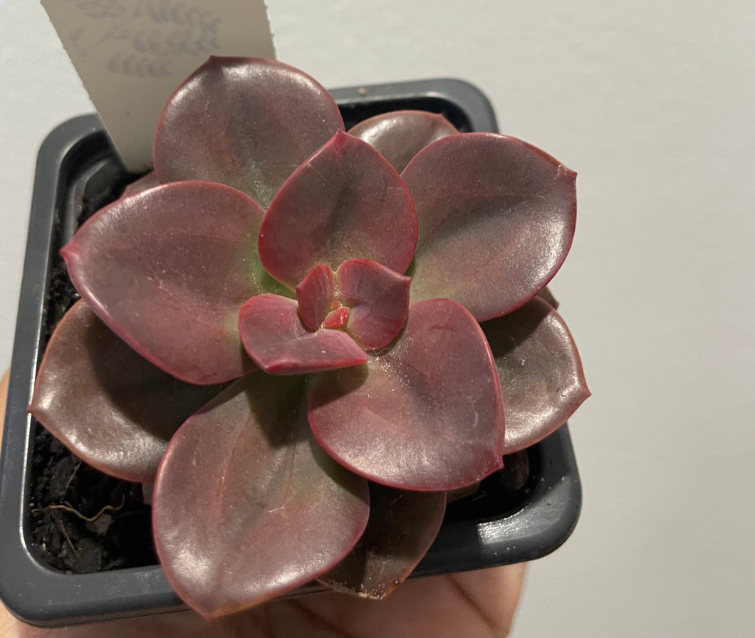 Echeveria chroma in 7.5cm pot