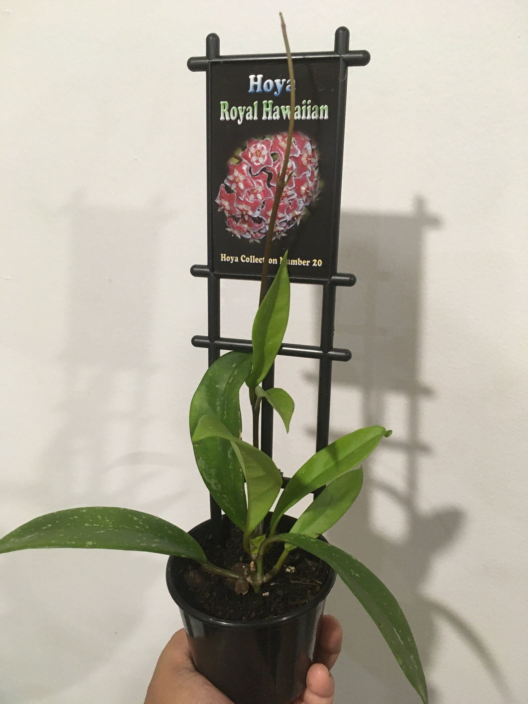 Hoya Royal Hawaiian in 8cm pot