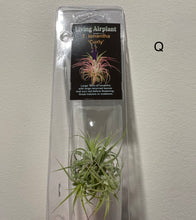 Load image into Gallery viewer, Air Plants
