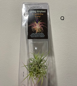 Air Plants