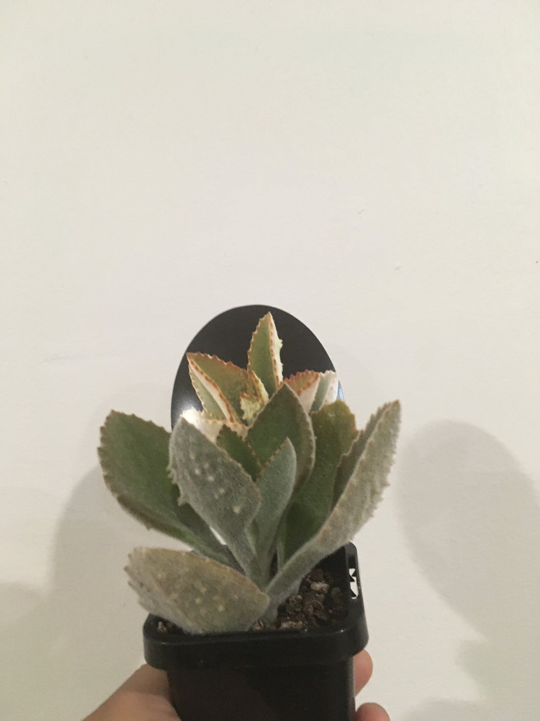 Kalanchoe fang in 7cm pot