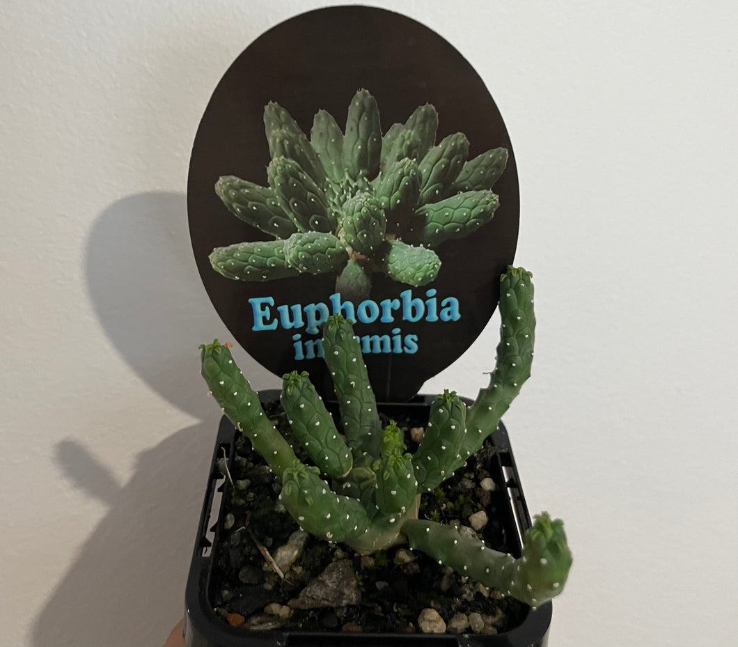 Euphorbia inermis in 7cm pot