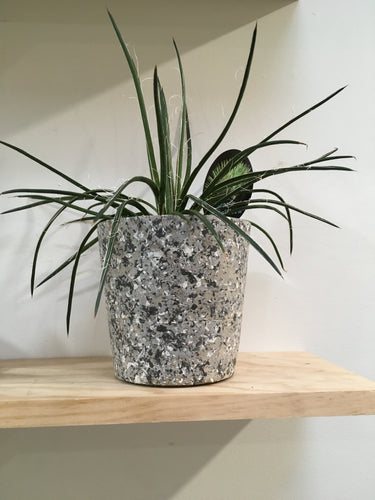 Agave geminiflora