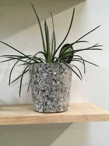 Agave geminiflora