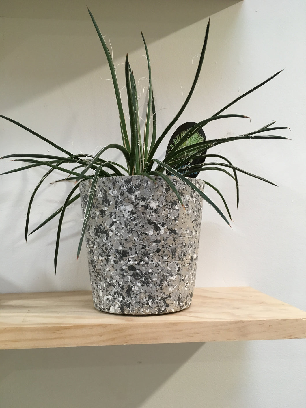 Agave geminiflora