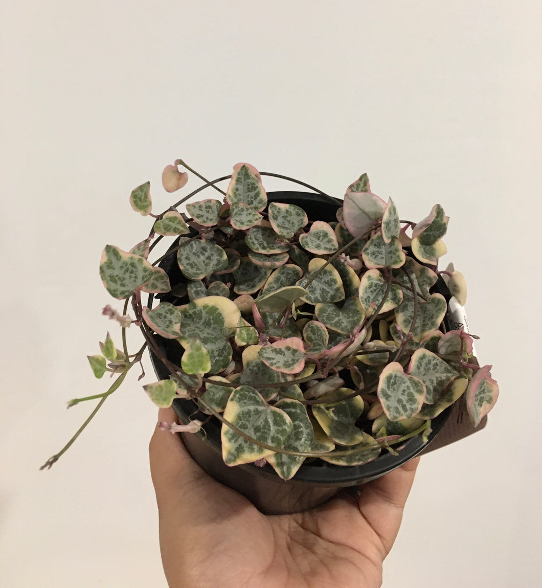 Variegated chain of hearts in 13cm pot