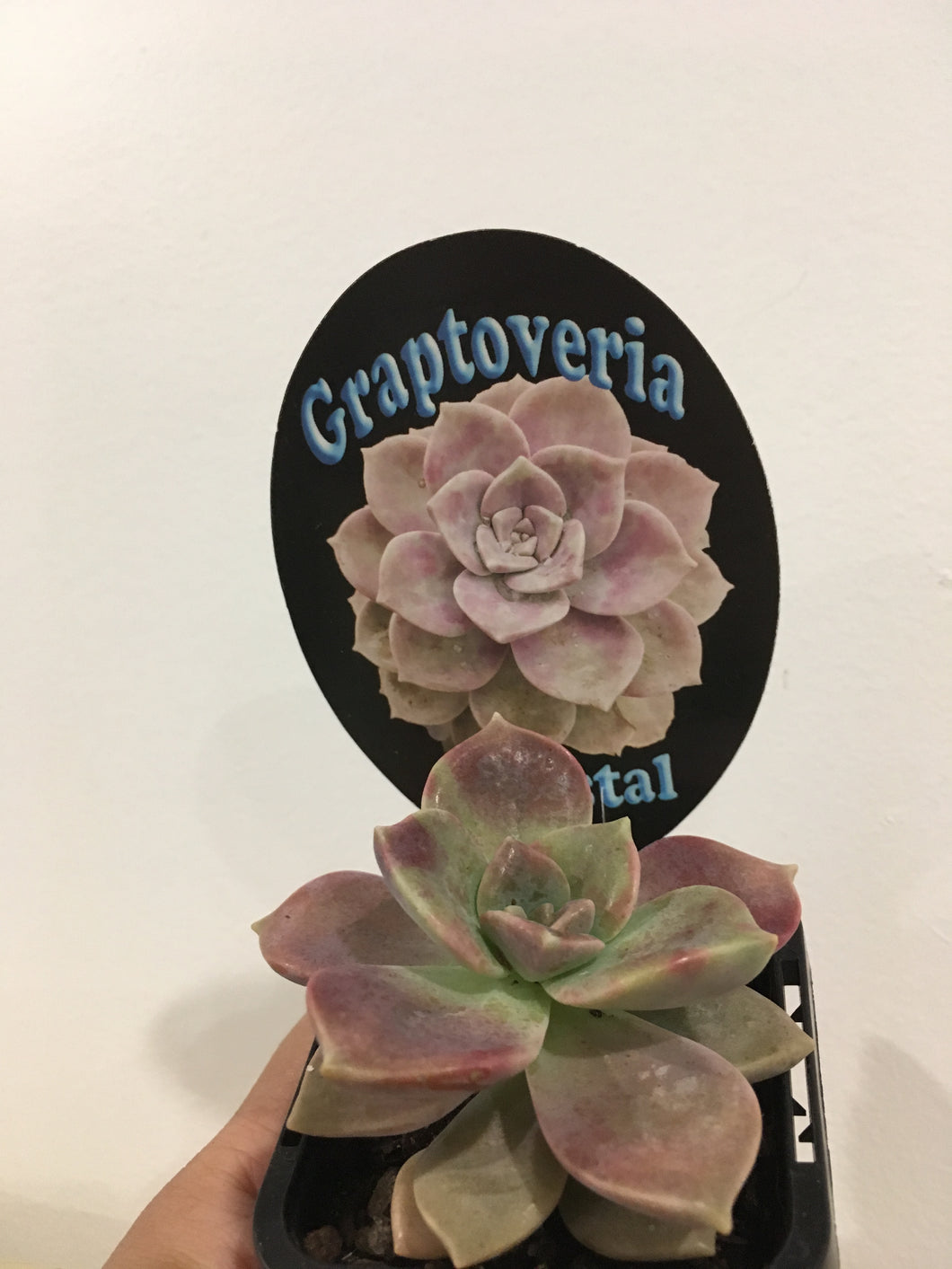 Graptoveria Crystal in 7cm pot