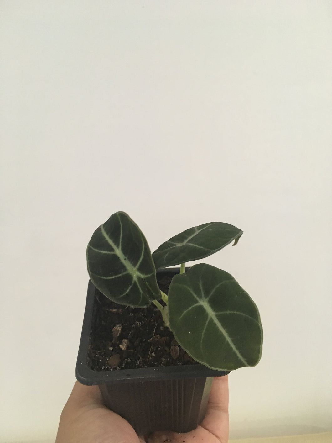 Alocasia Black Velvet in 7.5cm pot