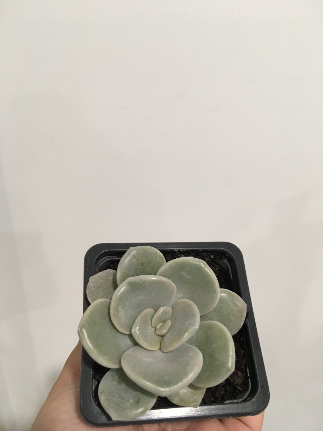 Graptoveria Norma in 7.5cm pot